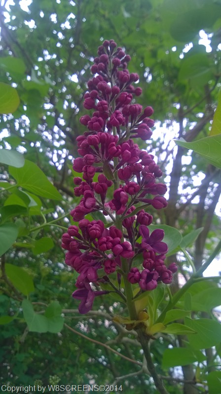 WP_20140413_16_06_42_Pro