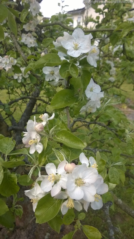 WP_20140420_13_27_19_Pro