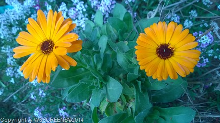 WP_20140420_13_29_11_Pro