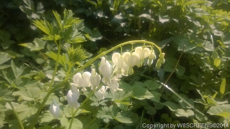 WP_20140424_10_08_18_Pro