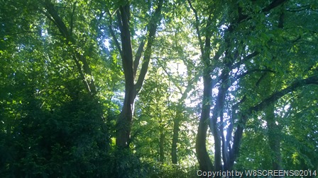 WP_20140503_18_57_39_Pro