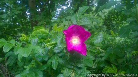 WP_20140518_11_41_50_Pro