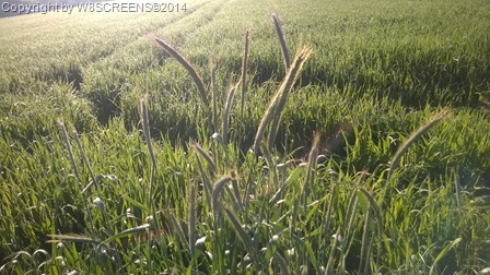 WP_20140514_001