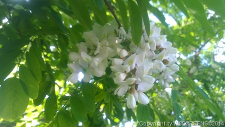 WP_20140520_17_29_58_Pro