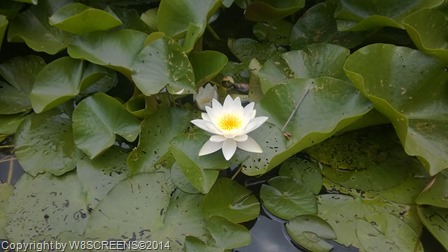WP_20140614_12_43_40_Pro
