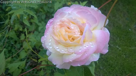 WP_20140807_002