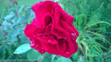 WP_20140807_003