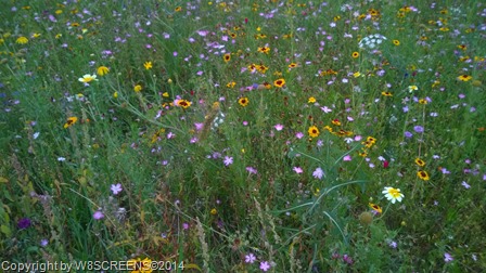 WP_20140808_009
