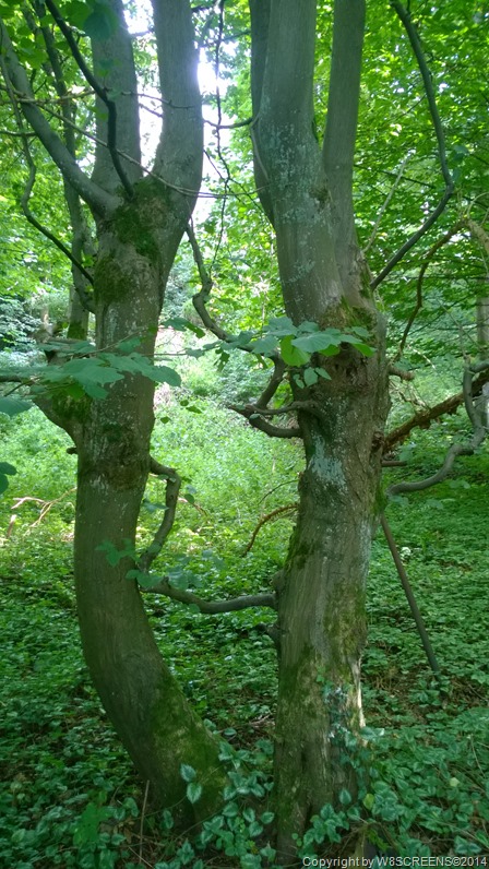 WP_20140817_15_59_22_Pro