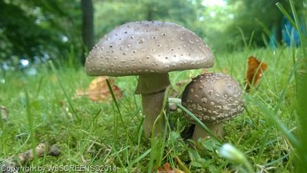 WP_20140817_16_07_43_Pro