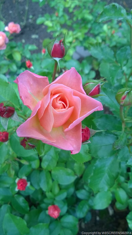 WP_20140817_16_14_19_Pro