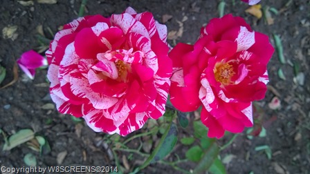 WP_20140817_16_32_39_Pro