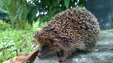 WP_20140721_13_37_15_Pro