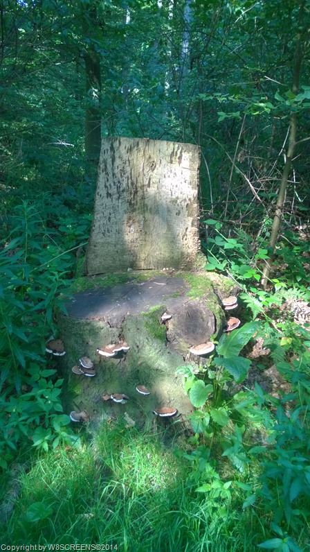 WP_20140725_17_30_32_Pro