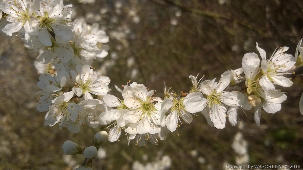 WP_20160409_09_54_19_Pro