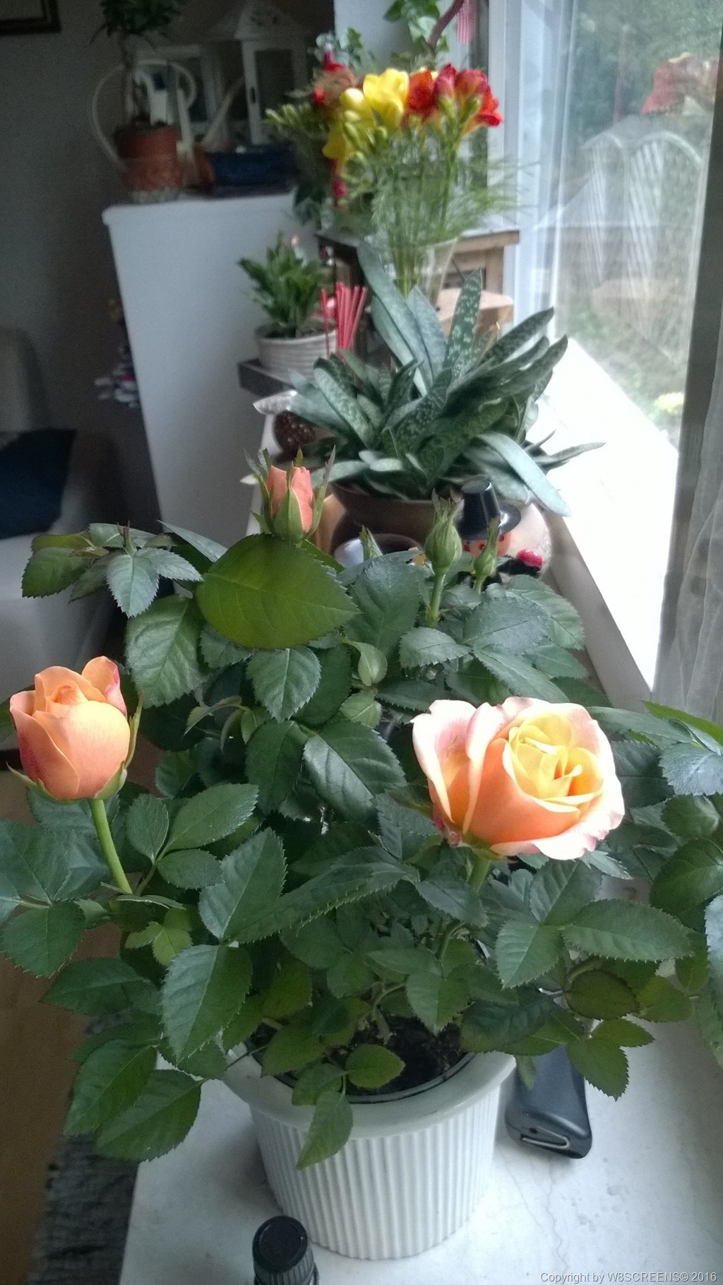 WP_20160413_17_54_28_Pro