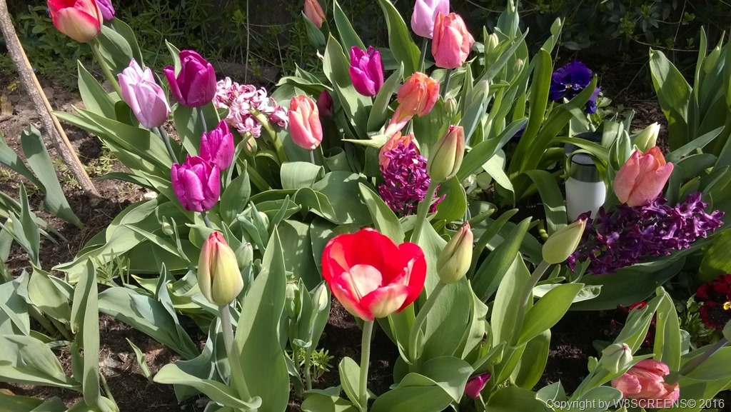 WP_20160422_13_32_00_Pro