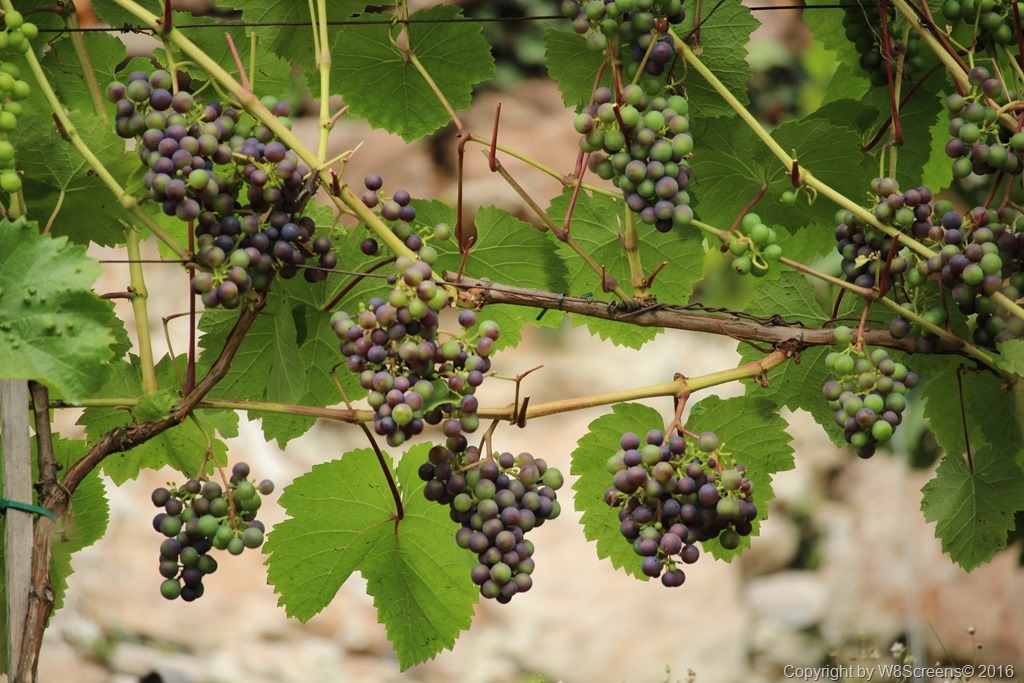 IMG_2630