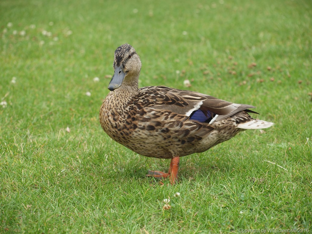 la deuxi&egrave;me partie