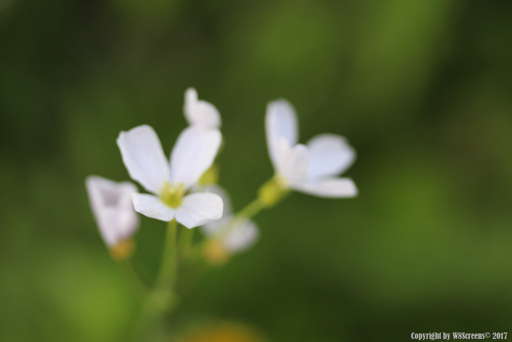 Damus petimusque vicissim