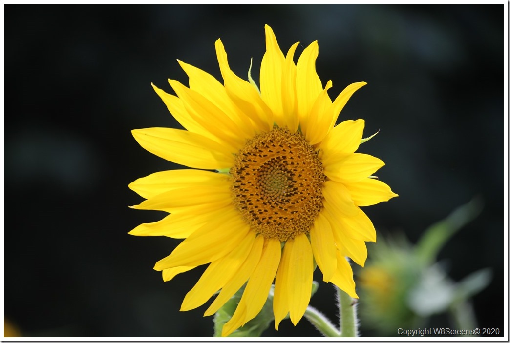 Asteraceae