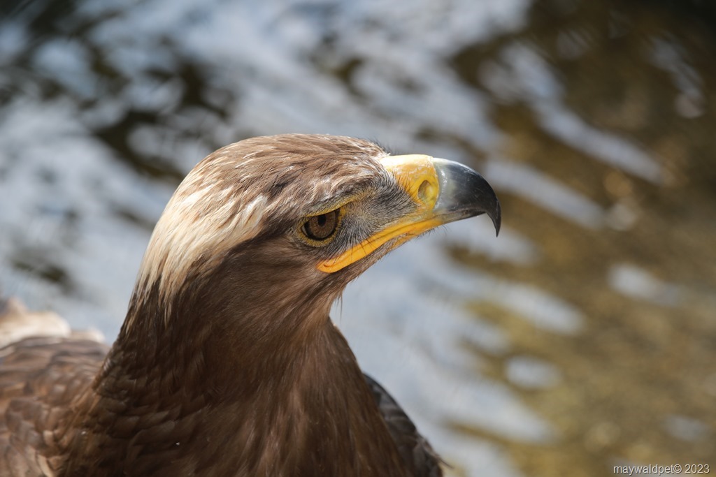 Vogelpark Schotten